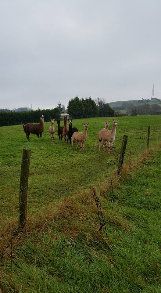 November 2016 Llama farm submitted by Claire Whitmore